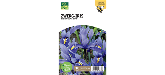 Zwerg-Iris
