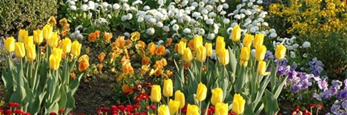 GE_header_oktober_blumenzwiebel-854-0-888-500