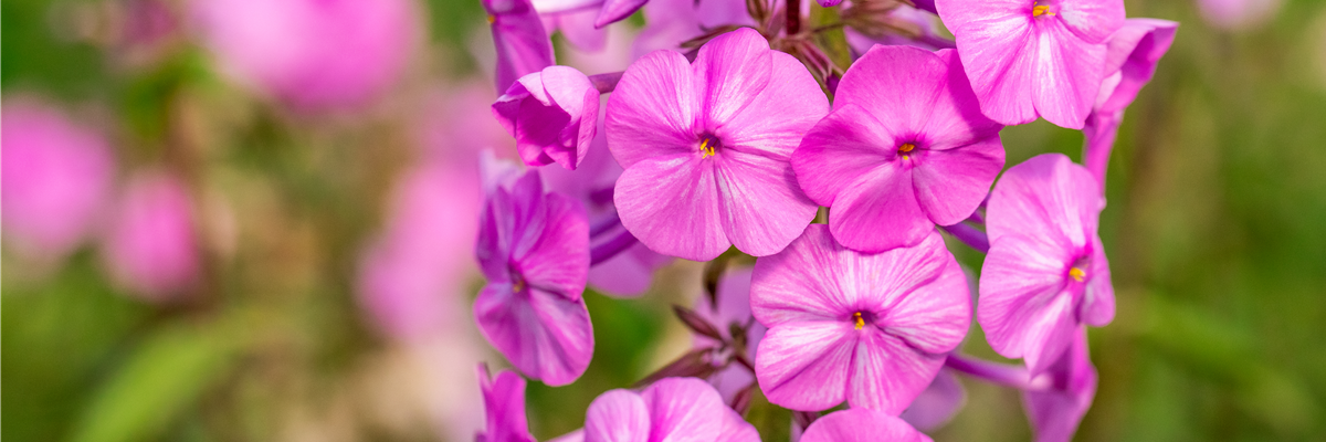 Phlox carolina 'Rosalinde'