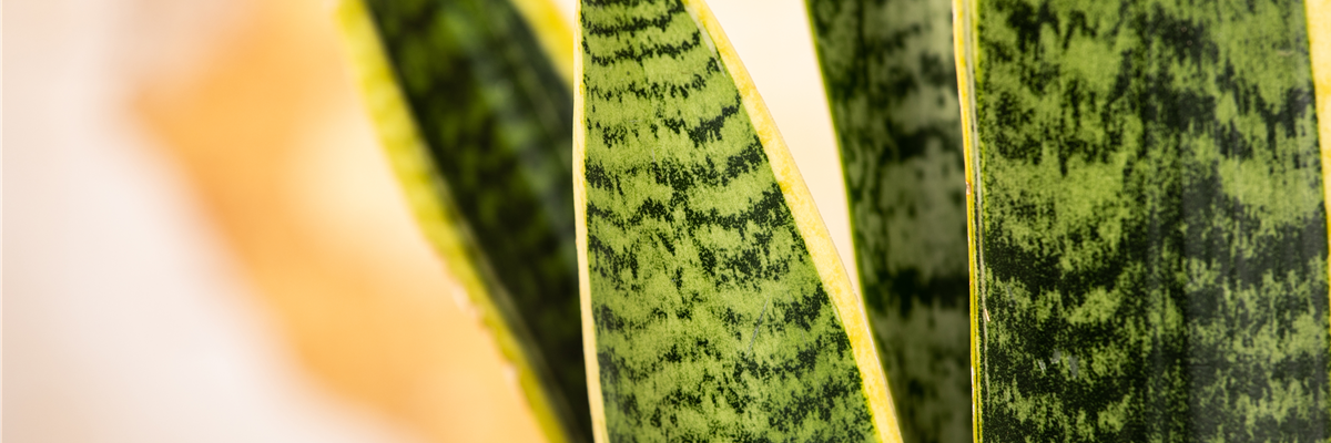 Sansevieria trifasciata