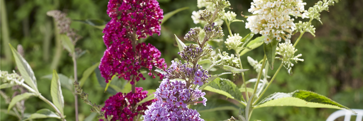 Pool_SAGAFLOR allgemein_Datei_2014-06-sommerflieder-butterflybush_Art-Nr_-0-1277-3840-3840