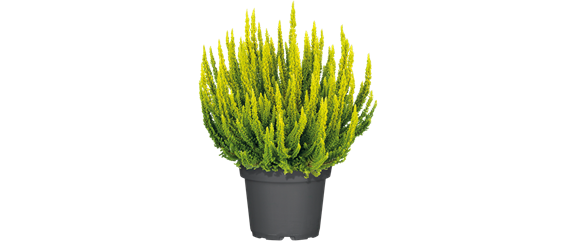 CALLUNA VULGARIS SKYLINE