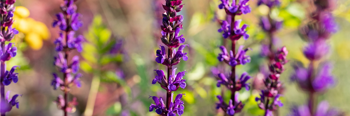 Salvia nemorosa 'Caradonna'