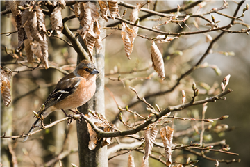 TIPPS ZUR WINTERVOGELFüTTERUNG!