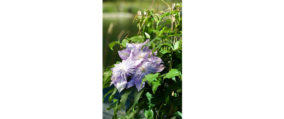 CLEMATIS!