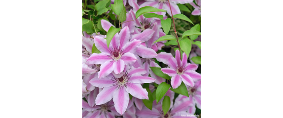 CLEMATIS!