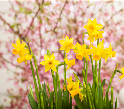 Frühjahrsblumen und ihre Pflege