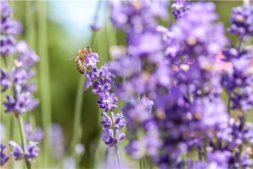 Insektenfreundlicher Garten – Bienen, Schmetterlinge und Co.