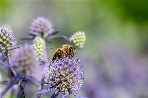 Insektenfreundlicher Garten – Bienen, Schmetterlinge und Co.