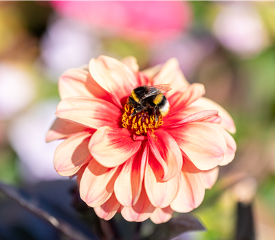 Insektenfreundlicher Garten – Bienen, Schmetterlinge und Co.