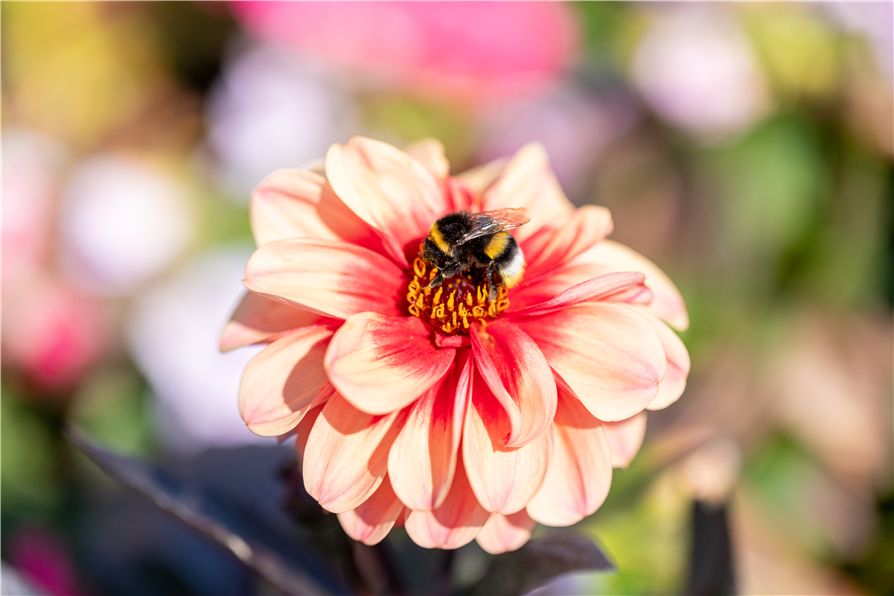 Insektenfreundlicher Garten – Bienen, Schmetterlinge und Co.