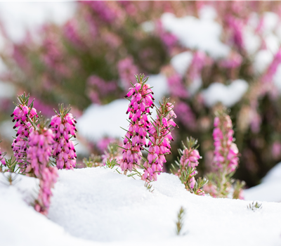 Winterpflege für den Garten