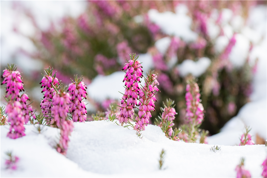 Winterpflege für den Garten