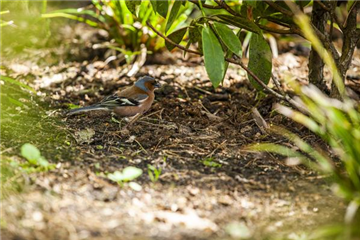 Der Garten – Heimat für Vögel und Co.