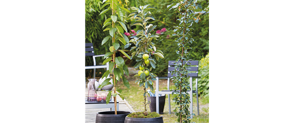 WIE GEHT... OBSTGEHöLZE PFLANZEN?