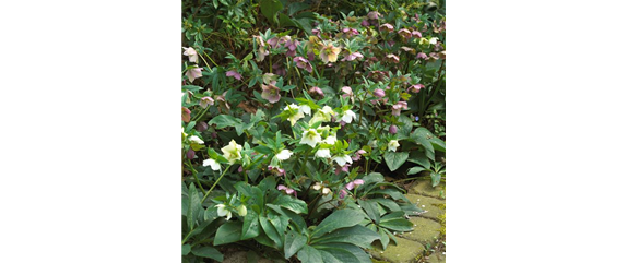 ZAUBERHAFTE CHRISTROSEN