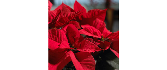 WINTERSCHöNHEIT: Weihnachtsstern