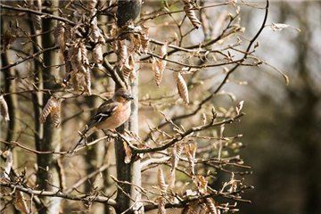 Frühlingsgefühle: Vögel in der Brutzeit