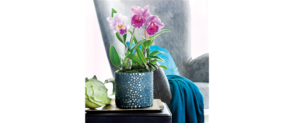 ORCHIDEEN GEGEN DEN WINTERBLUES!