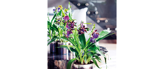 ORCHIDEEN GEGEN DEN WINTERBLUES!