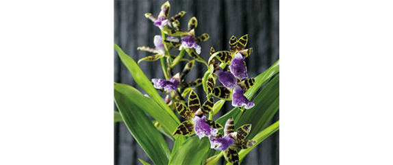 ORCHIDEEN GEGEN DEN WINTERBLUES!