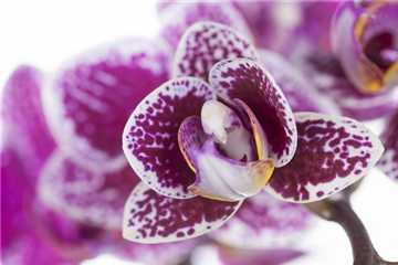 ORCHIDEEN FüR ANFäNGER UND PROFIS