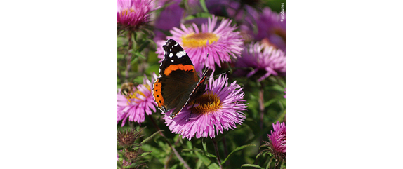 SCHMETTERLINGSGARTEN