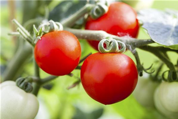 ALTE TOMATENSORTEN FüRS FREILAND!