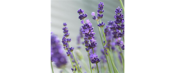 LAVENDEL!