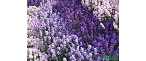 LAVENDEL!