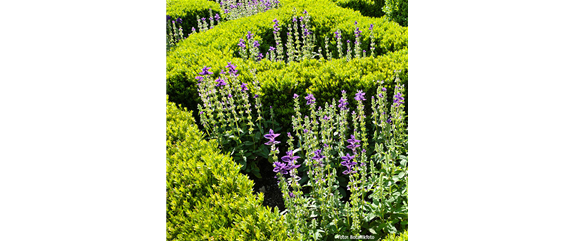 BRAUCHT JEDER BAUERNGARTEN: BUCHS 