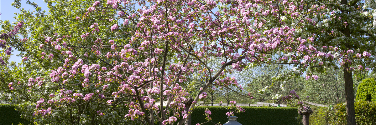 Malus 'Brandy Magic'