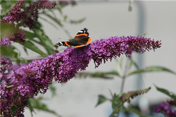 FüR MEHR BIENEN UND SCHMETTERLINGE!