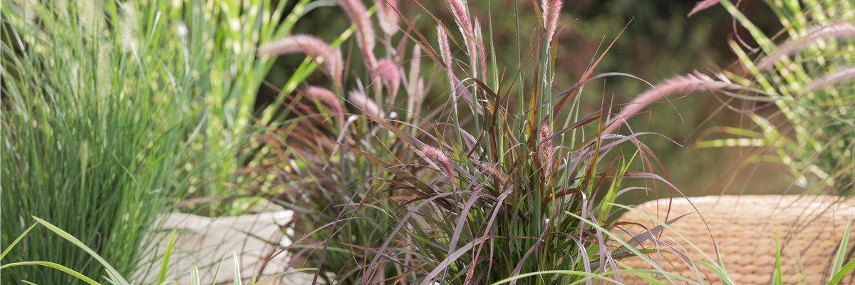 Pennisetum setaceum 'Rubrum'