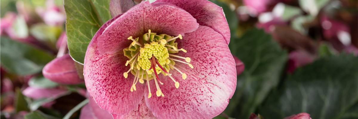 Helleborus 'Charmer'