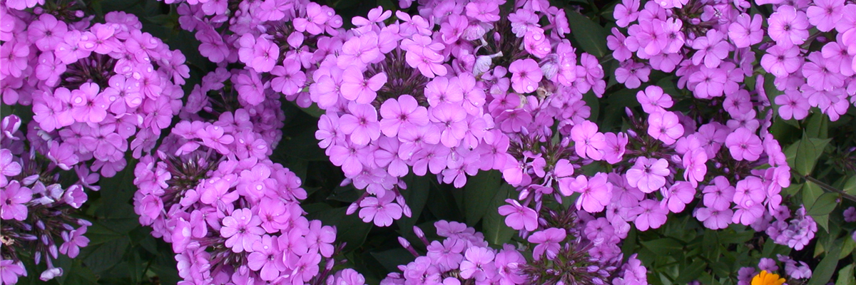 Phlox paniculata, rosa