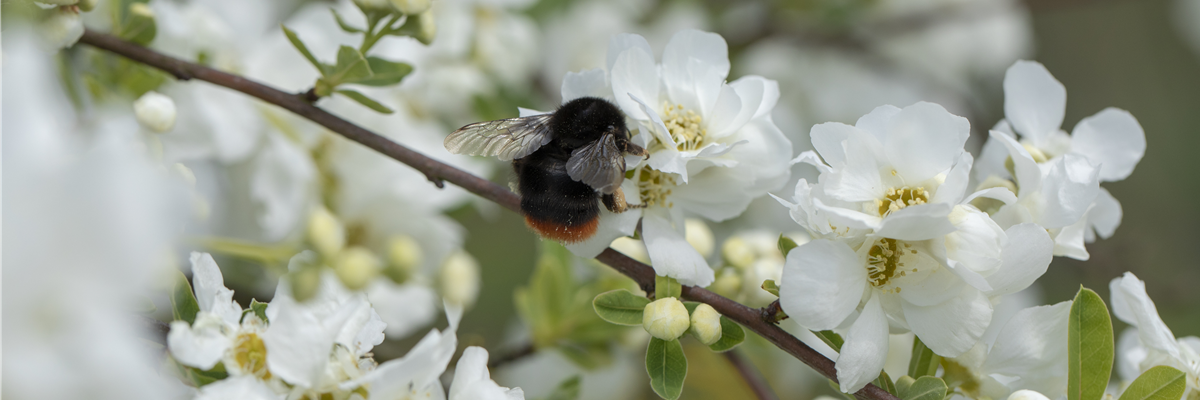 Exochorda x macrantha 'The Bride'