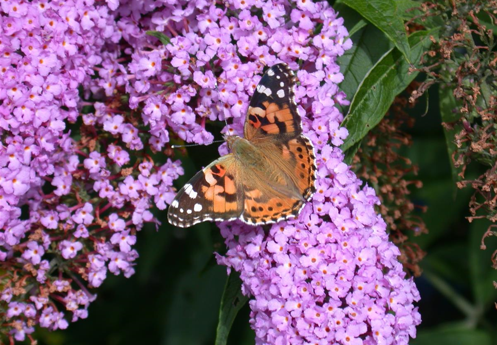 SCHMETTERLINGSGARTEN