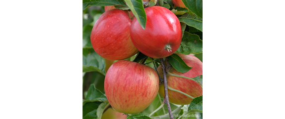 WIE GEHT... OBSTPFLANZE?