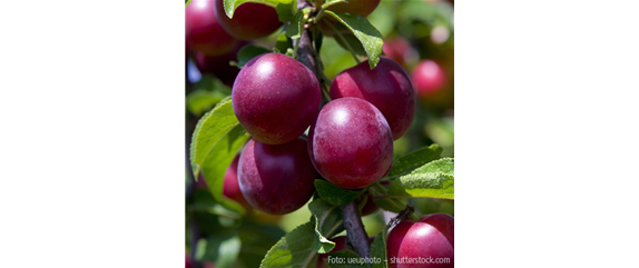 WIE GEHT... OBSTPFLANZE?