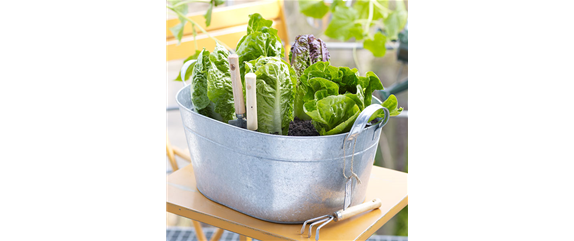 GESUND NASCHEN AUF DEM BALKON!