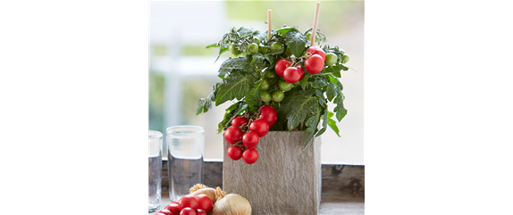 GESUND NASCHEN AUF DEM BALKON!