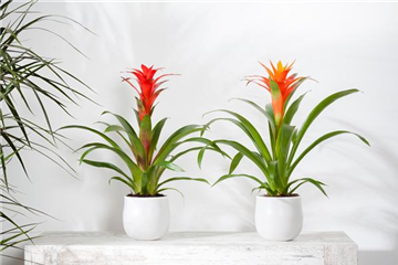 TROPENZAUBER BROMELIEN