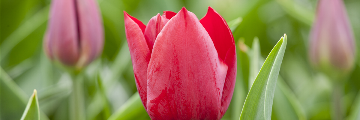 Tulipa 'Pallada'