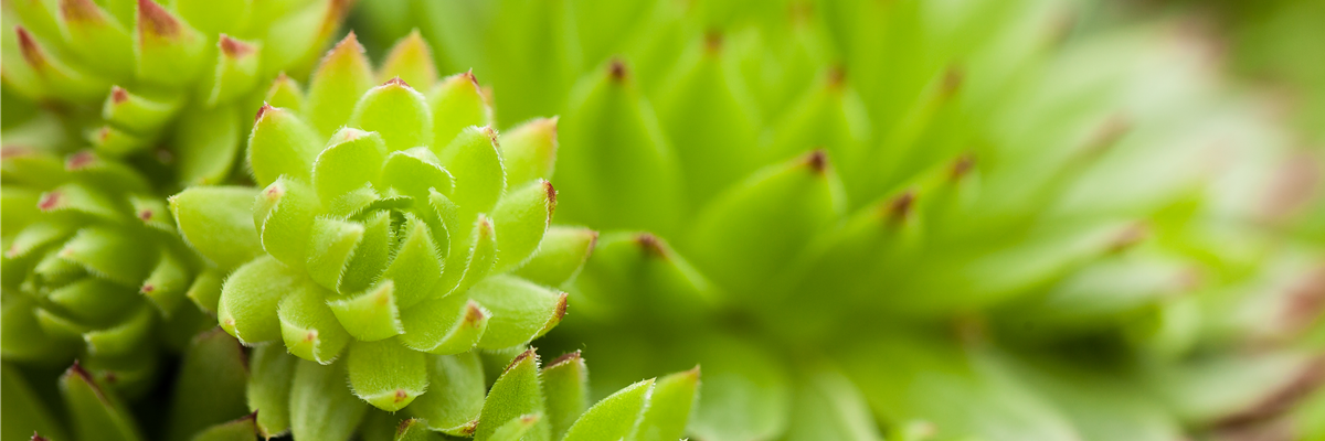 Sempervivum