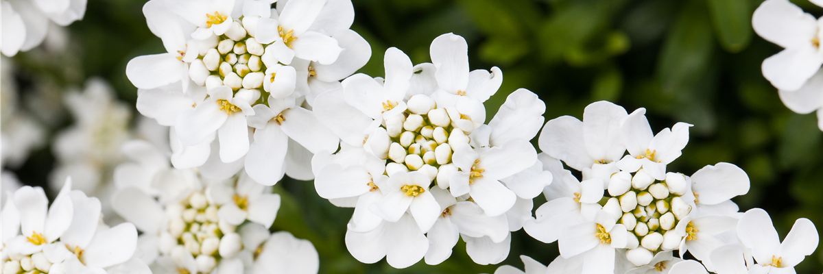 Iberis sempervirens 'Schneeflocke'