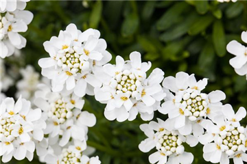 DIE IMMERGRüNE SCHLEIFENBLUME 