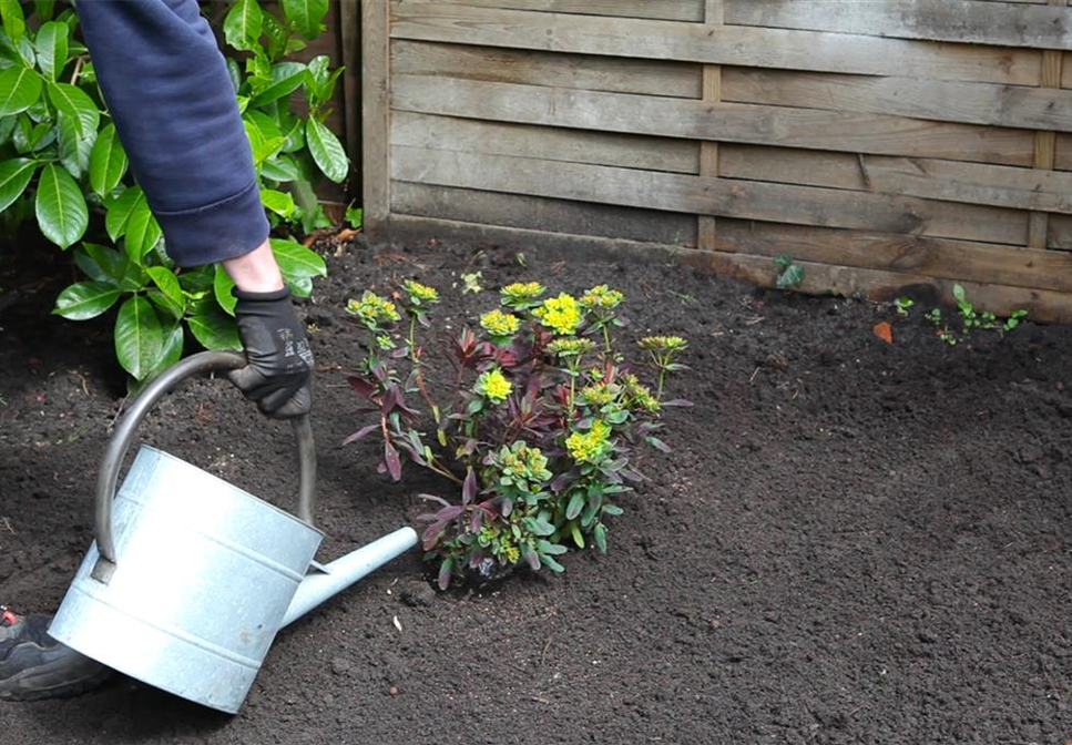 Wolfsmilch - Einpflanzen im Garten