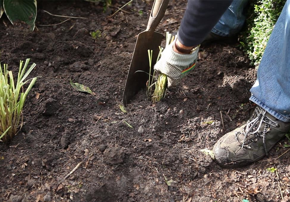 Gräser - Vermehren im Frühling