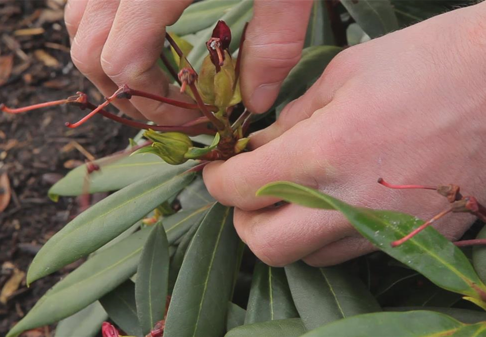 Rhododendron - Entfernen von Blütenständen